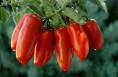 Pomodoro San Marzano DOP