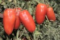 S. MArzano DOP