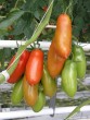 SAN MARZANO POMODORO